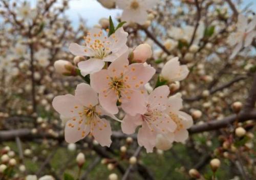 Алыча где растет. Алыча — полезные свойства, сорта, какой вкус и применение для здоровья и красоты