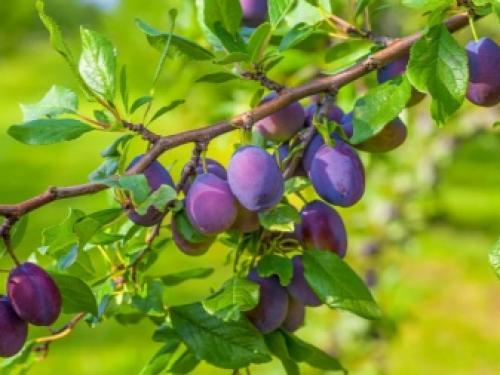 Перестаньте воспринимать алычу, как дикую южанку. Алыча вкуснее сливы 06