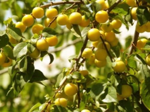 Перестаньте воспринимать алычу, как дикую южанку. Алыча вкуснее сливы 05