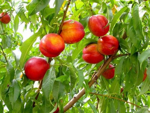 Нектарин это цитрусовый фрукт. Что такое нектарин