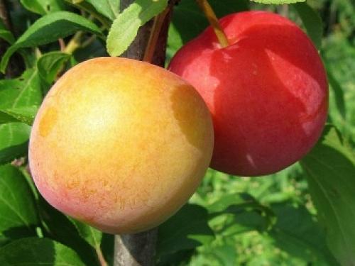 Перестаньте воспринимать алычу, как дикую южанку. Алыча вкуснее сливы 07