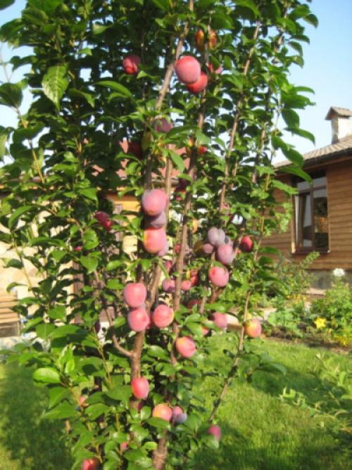 Шарафуга. Характеристика сорта