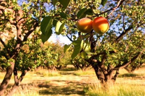 Гибрид абрикоса персика и сливы. Чудеса селекции: описание существующих гибридов сливы, абрикоса и персика