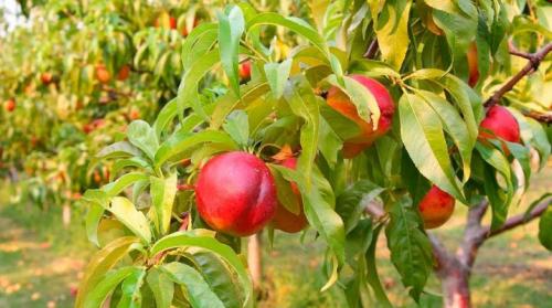 Гибрид яблока и персика. Как выглядит нектарин и как выращивать дерево?