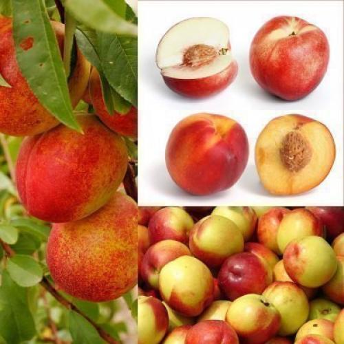 Как называется гибрид персика и яблока. Особенности разновидности