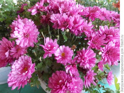 Как сохранить хризантему мультифлору зимой в теплице. Как правильно сохранить хризантему мультифлора до нового сезона?