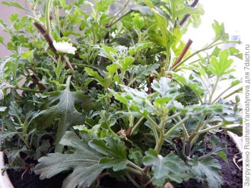 Хризантема мультифлора: зимовка в горшке. Хризантема мультифлора. Эксперимент с зимовкой