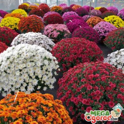 Шаровидные хризантемы, посадка осенью. Особенности строения