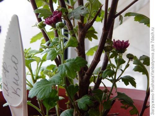 Хризантема мультифлора: зимовка в горшке. Хризантема мультифлора. Эксперимент с зимовкой