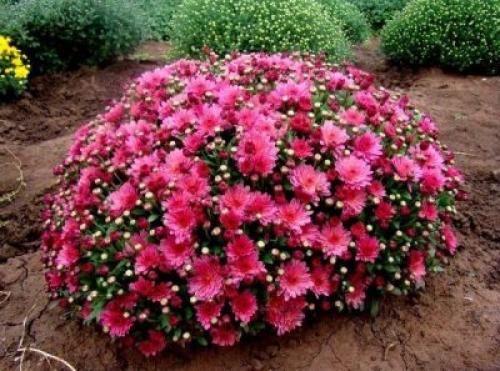 Как вырастить хризантему шаром. Разновидности и сорта