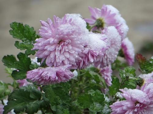 Как сохранить хризантемы зимой не выкапывая. Начинаем подготовку к зимовке