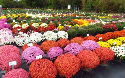 Как сохранить шаровидную хризантему зимой. Как хранить шаровидные хризантемы зимой в вазоне 16