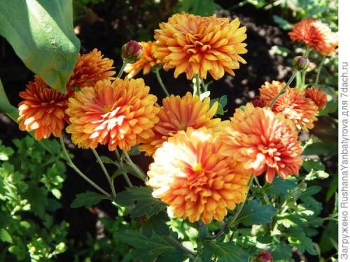 Хризантема мультифлора: зимовка в горшке. Хризантема мультифлора. Эксперимент с зимовкой