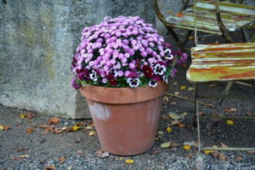 Как сохранить шаровидную хризантему зимой. Как хранить шаровидные хризантемы зимой в вазоне 17