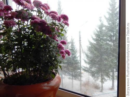 Хризантема мультифлора: зимовка в горшке. Хризантема мультифлора. Эксперимент с зимовкой