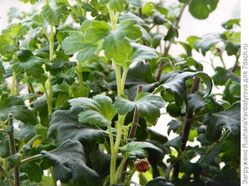 Хризантема мультифлора: зимовка в горшке. Хризантема мультифлора. Эксперимент с зимовкой