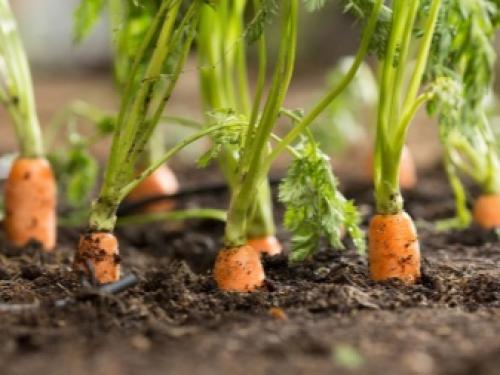 Разноцветные и яркие сорта моркови. ТОП лучших сортов моркови с фото и описанием 01