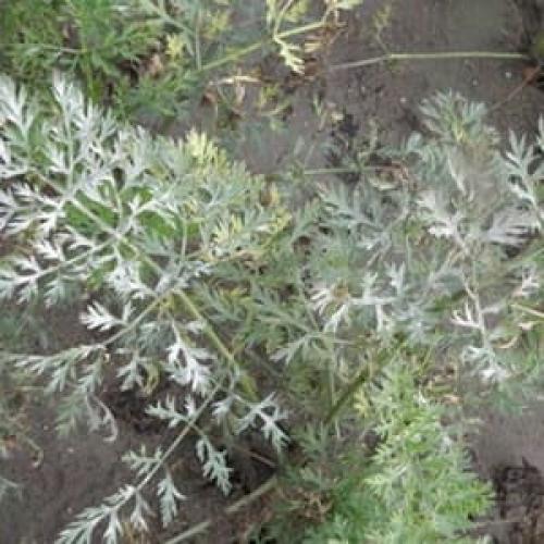 Вредители моркови. Заболевания и вредители моркови с фотографиями, описание, способы борьбы и профилактики