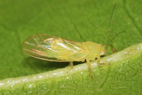 Кто отгрызает ботву моркови. Описание вредителей моркови и способы борьбы