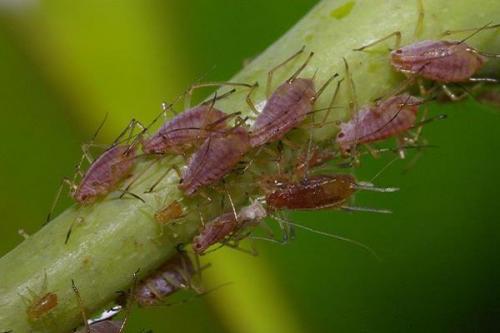 Кто отгрызает ботву моркови. Описание вредителей моркови и способы борьбы