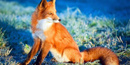 Оранжевый цвет: история