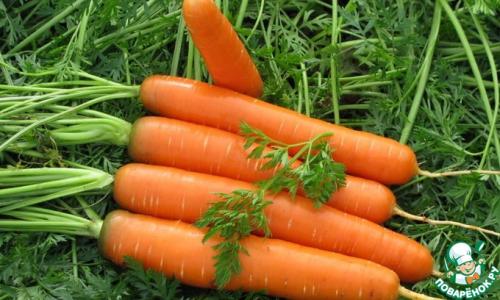 Какого цвета была морковь в древние века. Морковь, интересные факты из ее истории