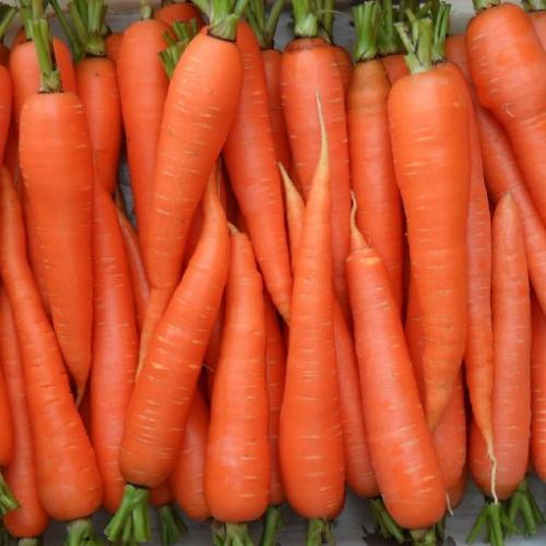 Морковь форма. Какая морковь по форме