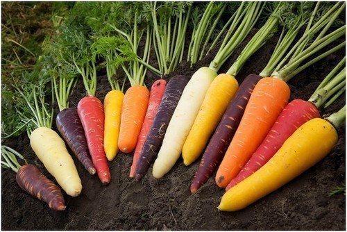 Красная морковь. Не только оранжевая: разноцветные морковки, которые стоит попробовать
