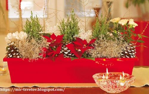 Calocephalus brownii. Калоцефалус - серебристый куст в цветочном горшке, который украсит дом не только в праздничные дни