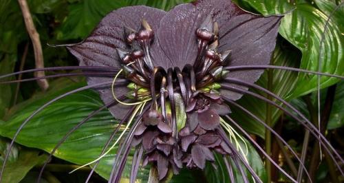 Редкое и удивительное растение. Редкие цветы 07