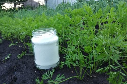 Почему морковь трескается. Почему трескается морковь в земле