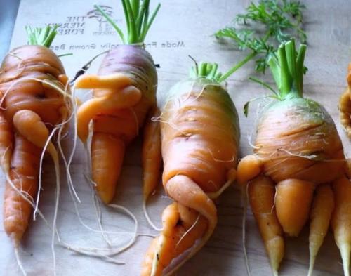 Почему морковь ветвится. Причины почему морковь вырастает корявая и рогатая