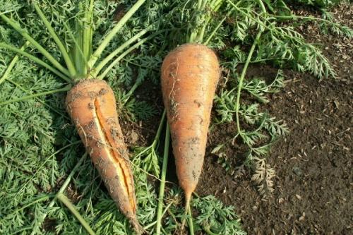 Почему морковь трескается. Почему трескается морковь в земле