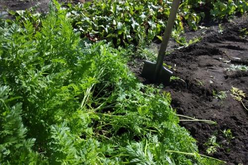 Почему морковь трескается. Почему трескается морковь в земле