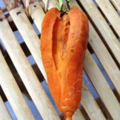 Почему морковь лохматится. Почему морковь вырастает волосистой (мохнатой)