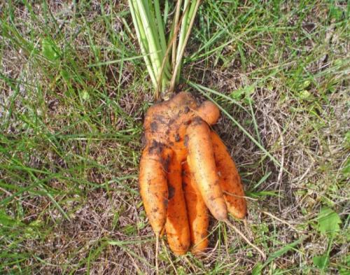 Почему морковь ветвится. Причины почему морковь вырастает корявая и рогатая