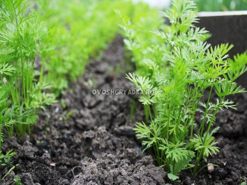 Почему морковь ветвится. Причины почему морковь вырастает корявая и рогатая