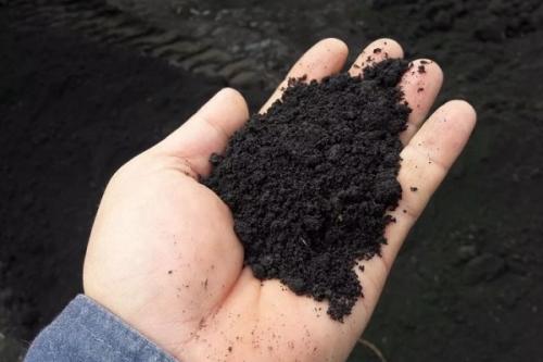 Почему морковь трескается. Почему трескается морковь в земле