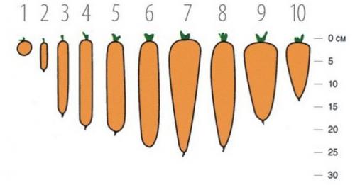 15 лучших сортов моркови для свежего.. Лучшие сорта моркови: топ-20 наиболее популярных