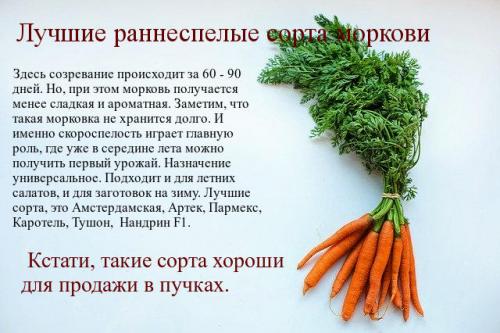 Сорта моркови с тупым концом. Раннеспелые сорта моркови