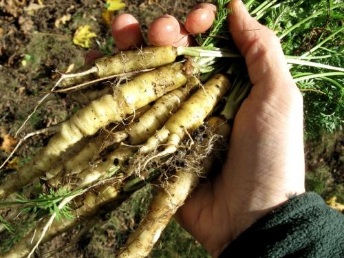 Лучшие сорта моркови с описанием ТОП-2022. Описание моркови 01 Лучшие сорта моркови с описанием ТОП-2022. Описание моркови 01