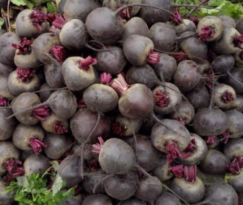 Лучшие сорта моркови и свеклы. Как выбрать сорт свёклы для конкретного региона