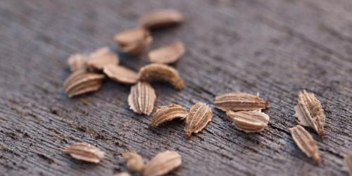 Лучшие сорта моркови с описанием ТОП-2022. Описание моркови 03 Лучшие сорта моркови с описанием ТОП-2022. Описание моркови 03