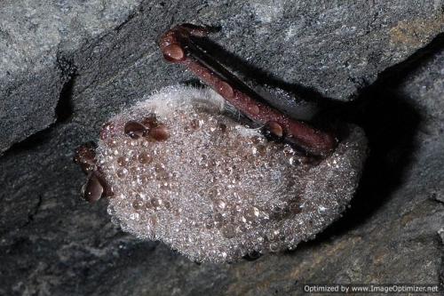 Краткое сообщение о слюде. Что такое слюда? Свойства, способы добычи слюды, области применения минерала