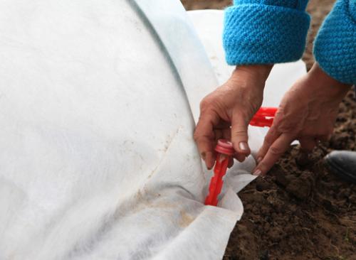 Сорта моркови под зиму. Морковь: сорта для подзимнего посева