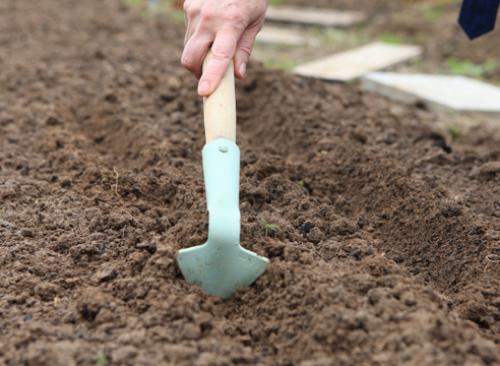 Сорта моркови под зиму. Морковь: сорта для подзимнего посева