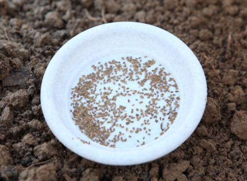 Сорта моркови под зиму. Морковь: сорта для подзимнего посева