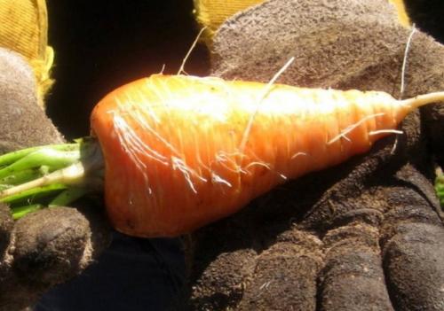 Крупноплодные сорта моркови. Лучшие сорта крупной моркови