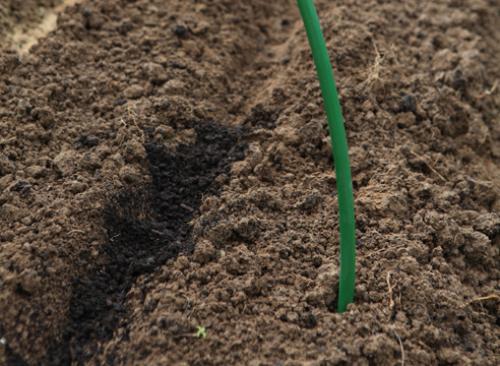 Сорта моркови под зиму. Морковь: сорта для подзимнего посева