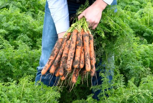 Крупноплодные сорта моркови. Лучшие сорта крупной моркови